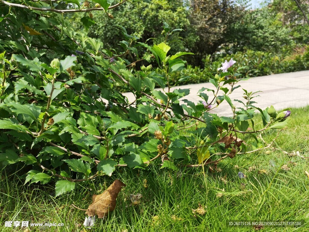 路边绿植与草地落叶