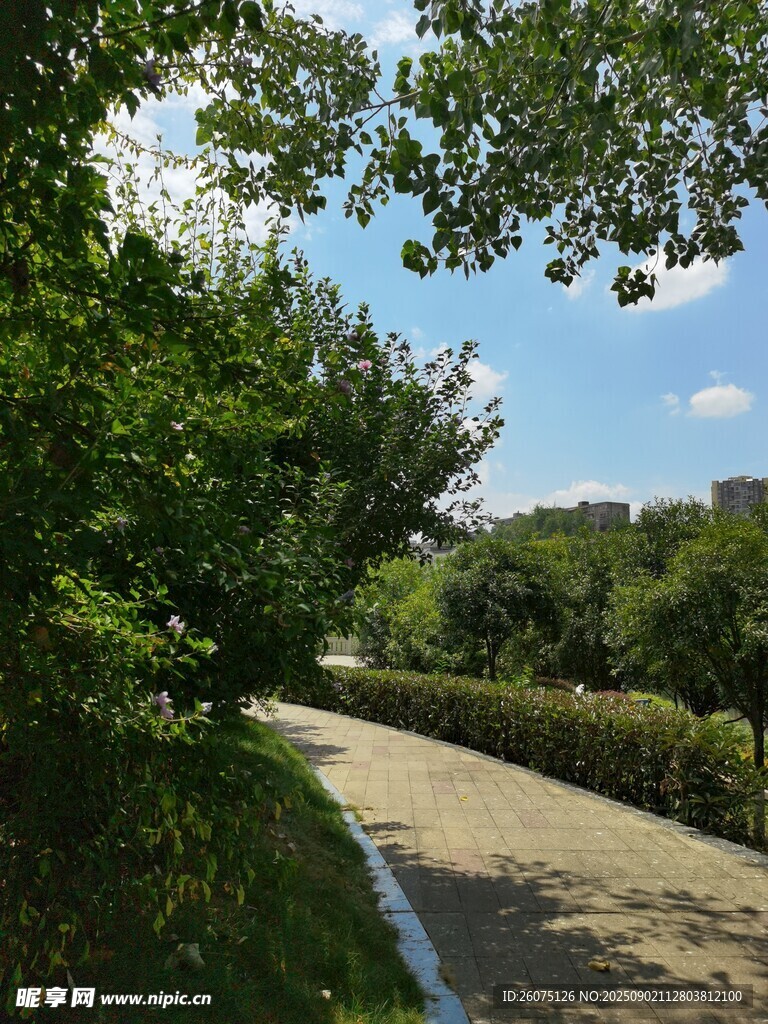 林间小道绿意盎然的景致
