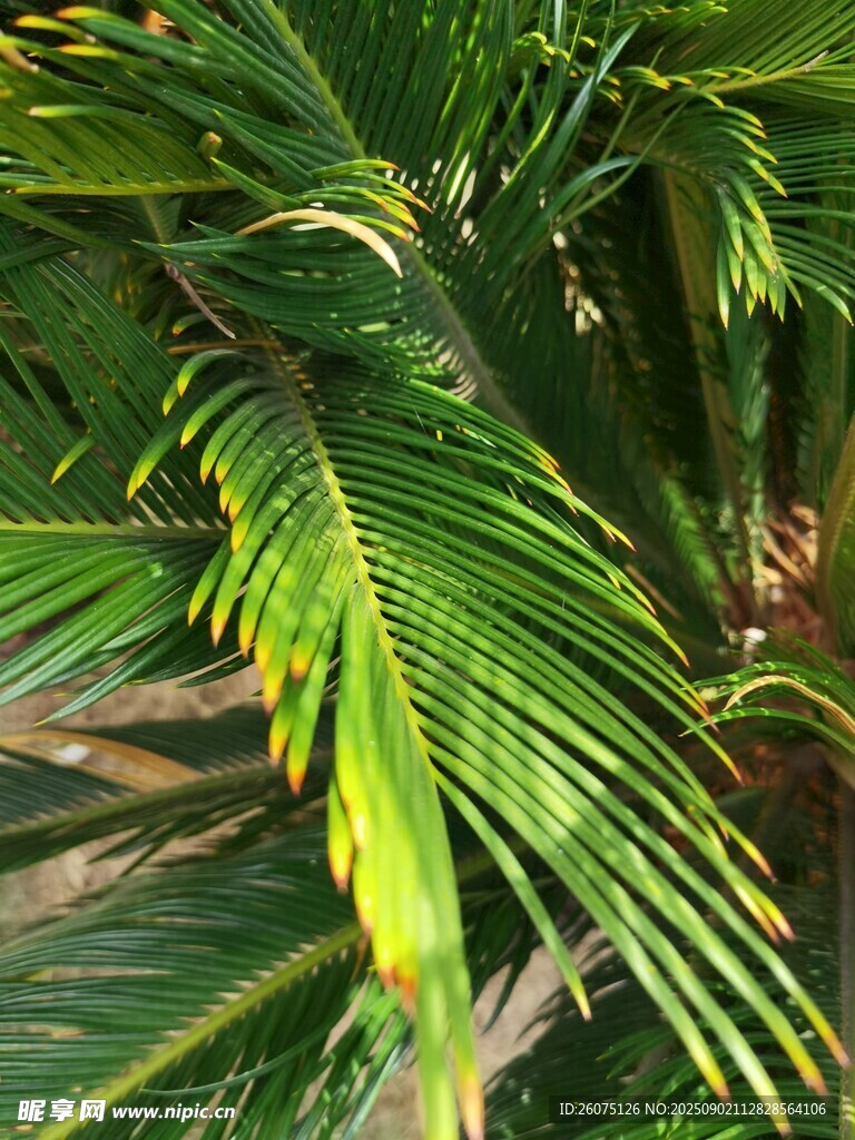 翠绿棕榈叶特写