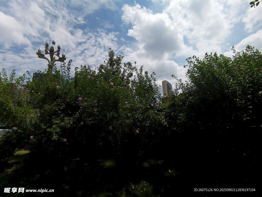 蓝天绿树自然风景图