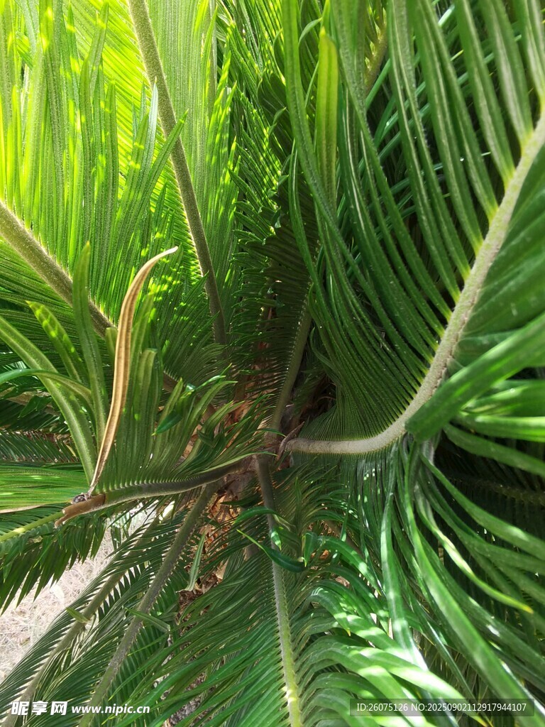 翠绿繁茂的热带植物叶片