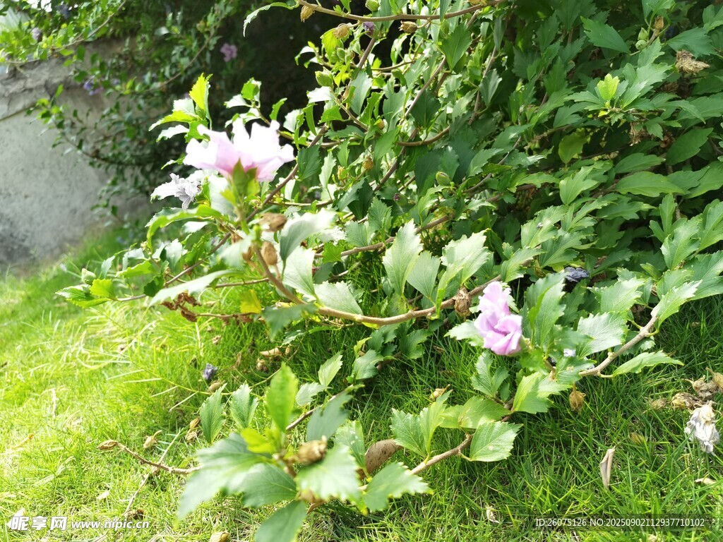 草地上的粉色木槿花