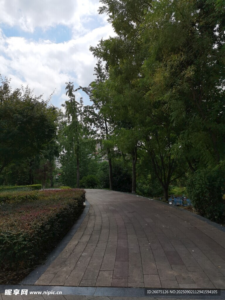 林荫铺石路静谧自然景