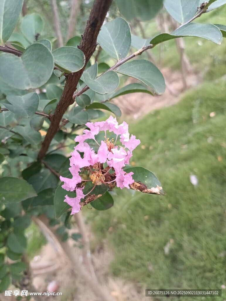 枝头绽放的粉色小花