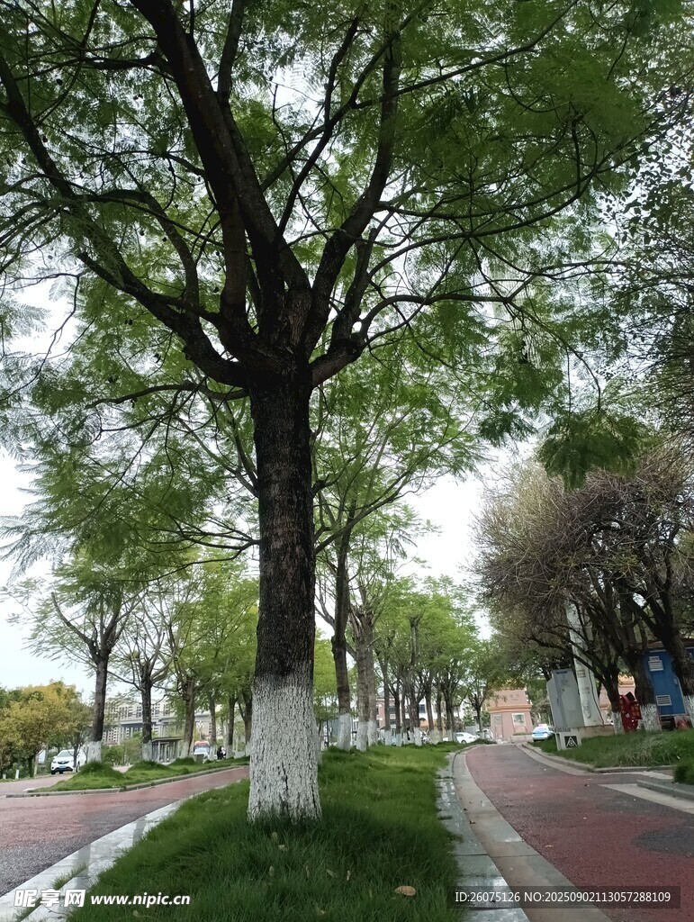 城市林荫道的清新景致