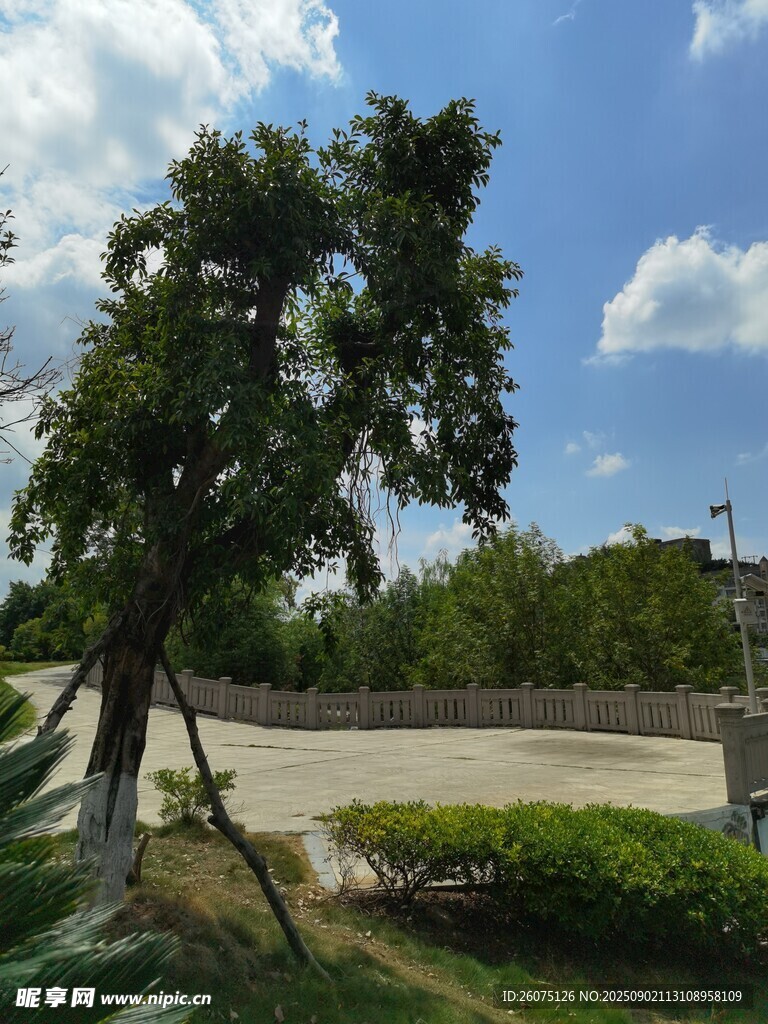 户外绿树景观