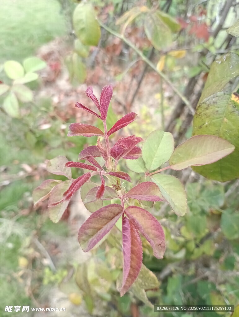 带红叶片的植物枝干