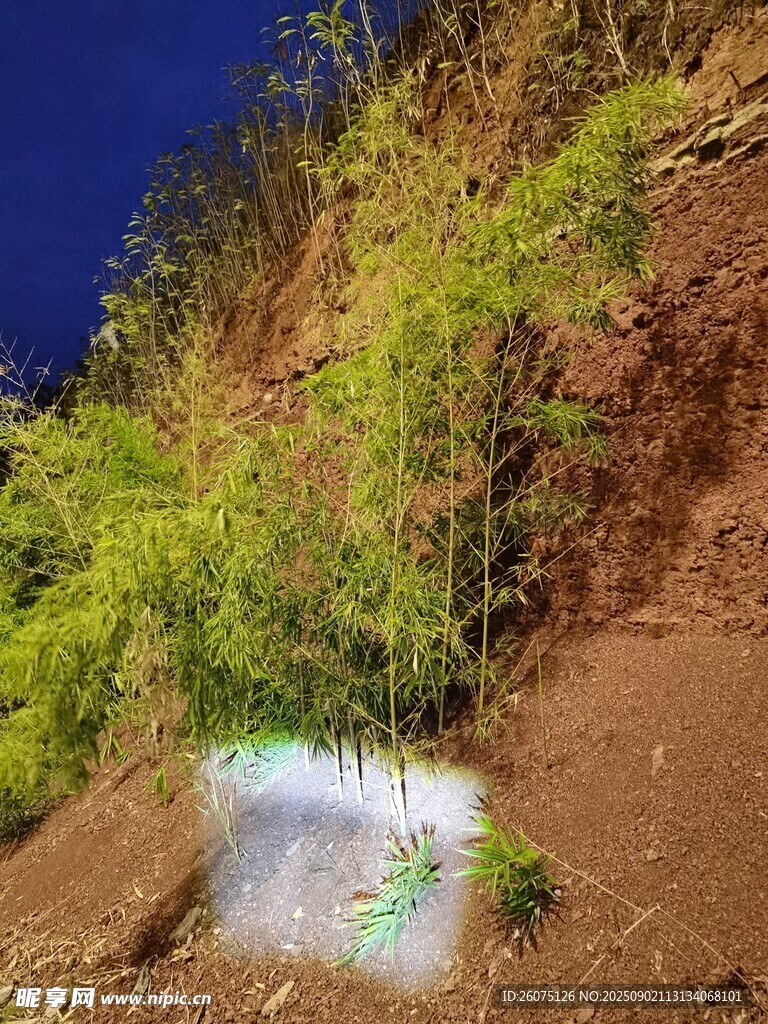 山坡绿植旁的白色灯光