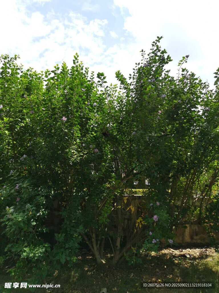 繁茂木槿树木景观