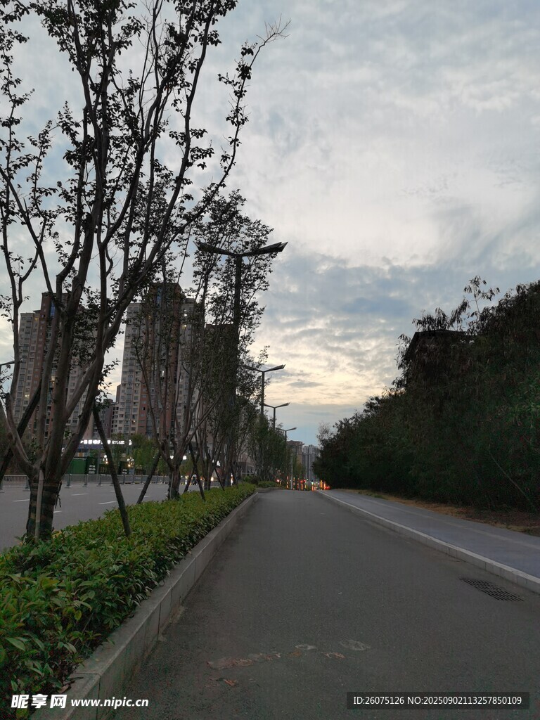 城市林荫小道黄昏景致