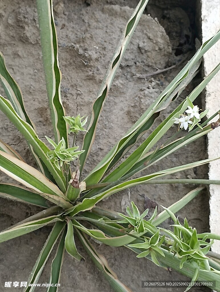 龙舌兰植物特写