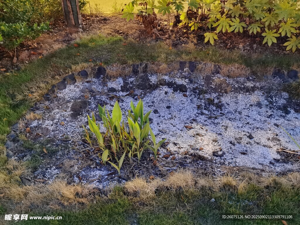烧焦草地中的绿植