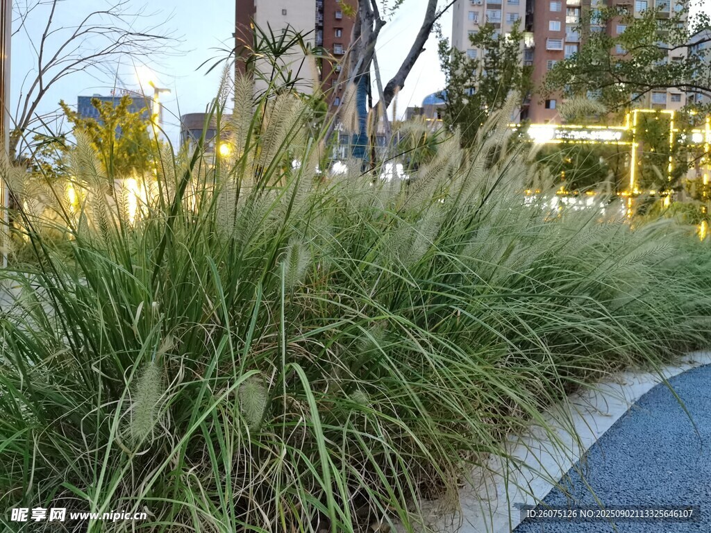 路边观赏草景观