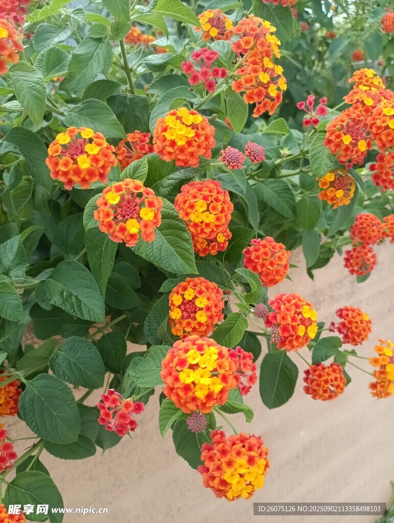 多彩马缨丹绽放