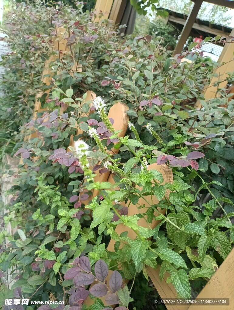 户外多彩植物景观