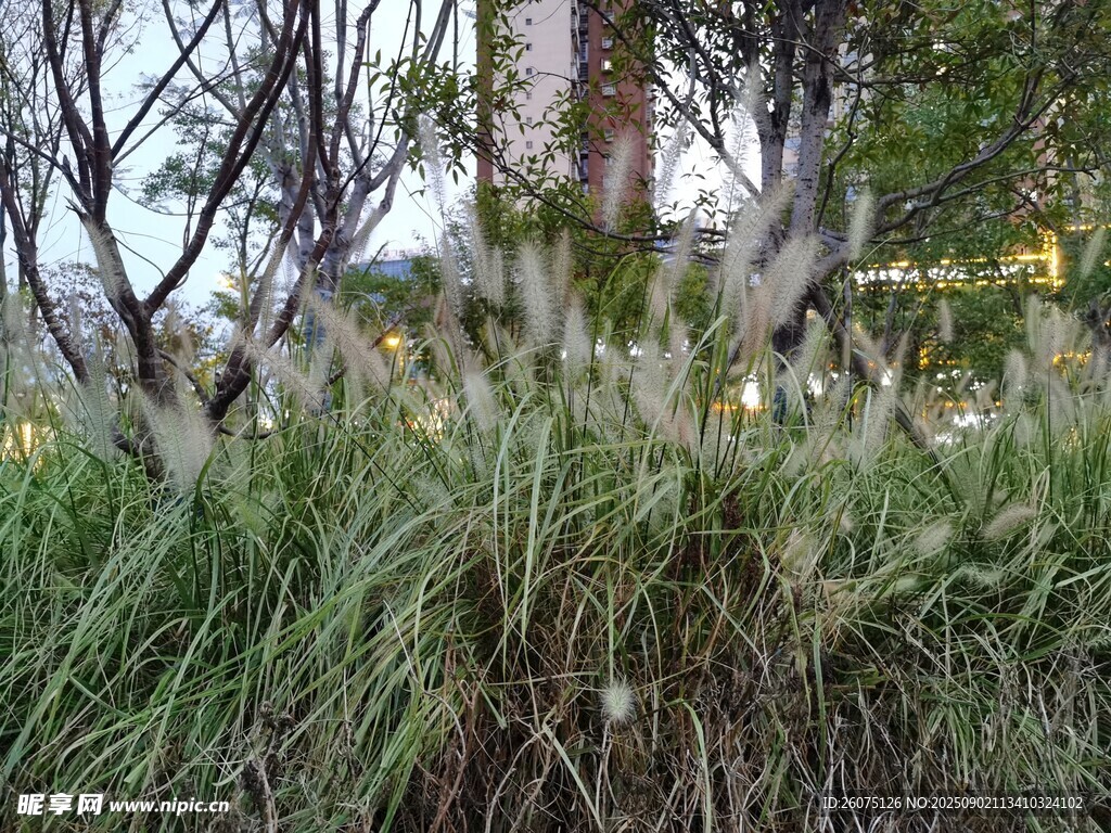 户外丛生的绿色野草植物