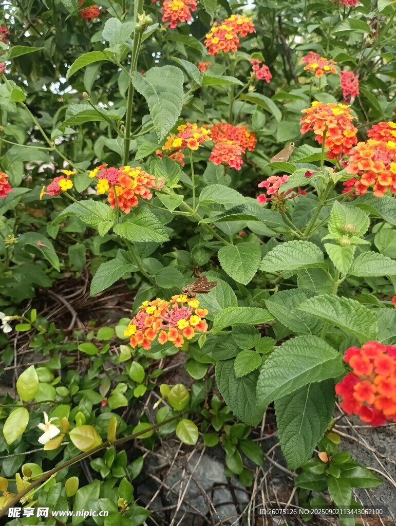 鲜艳多彩的马缨丹花丛