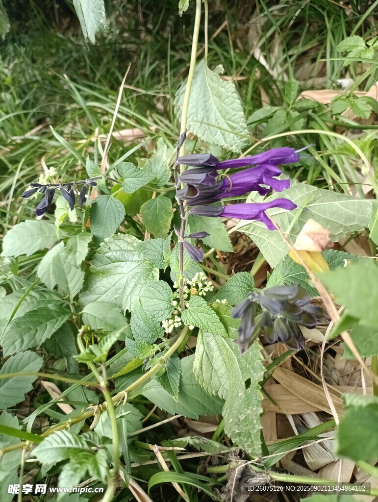 草丛中的紫色花朵