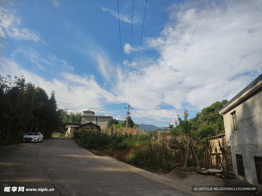 乡村小路旁的宁静景致