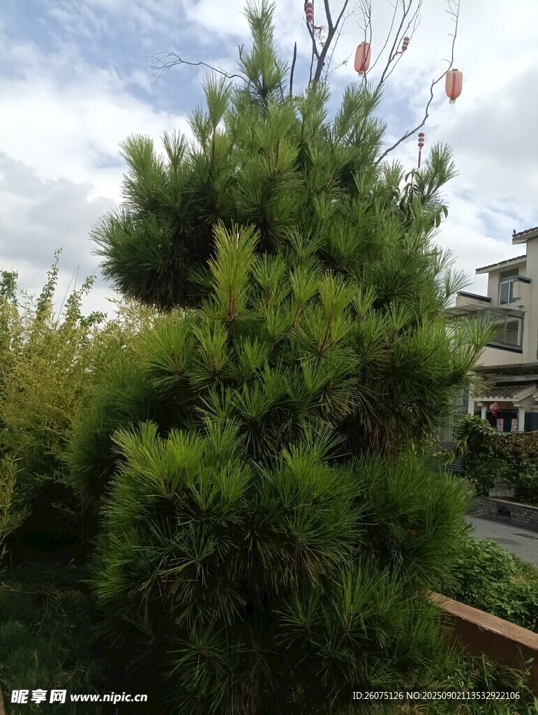 挺拔翠绿的户外松树