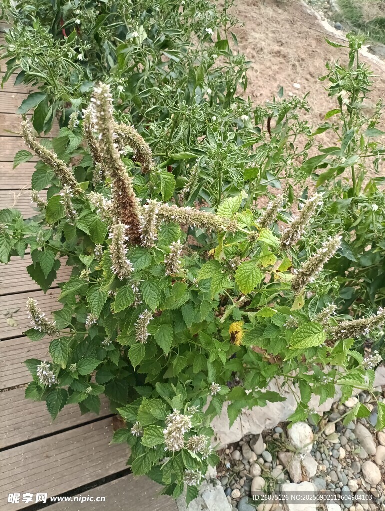 木质步道旁的繁茂绿植