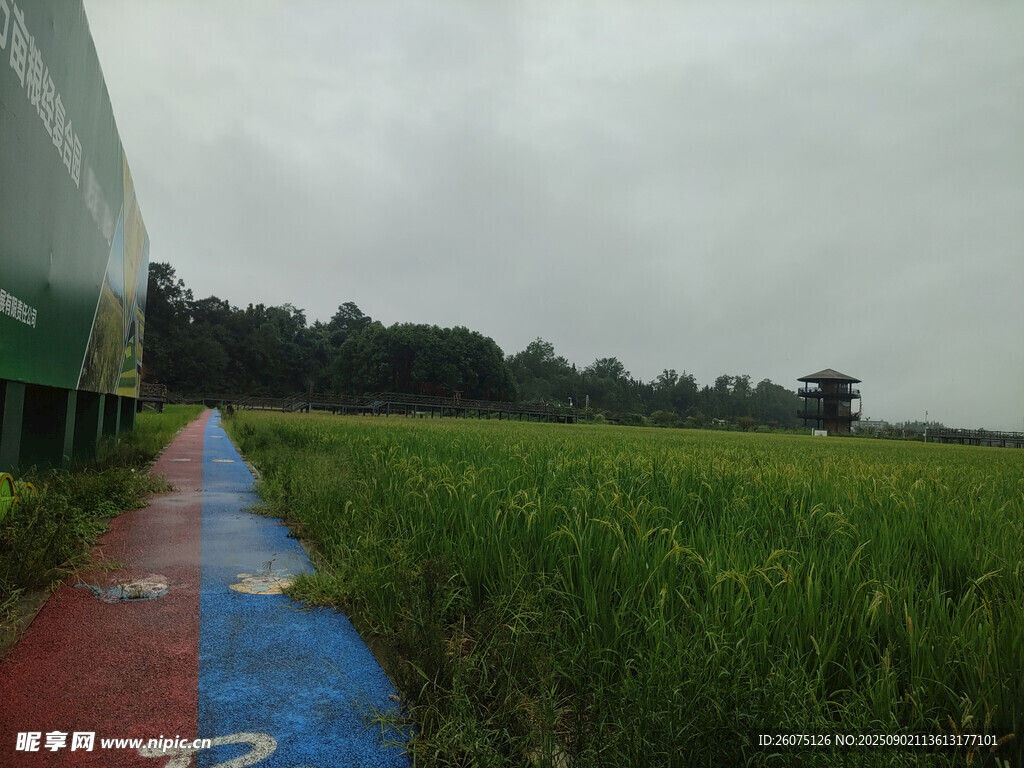 田间彩色步道自然景致