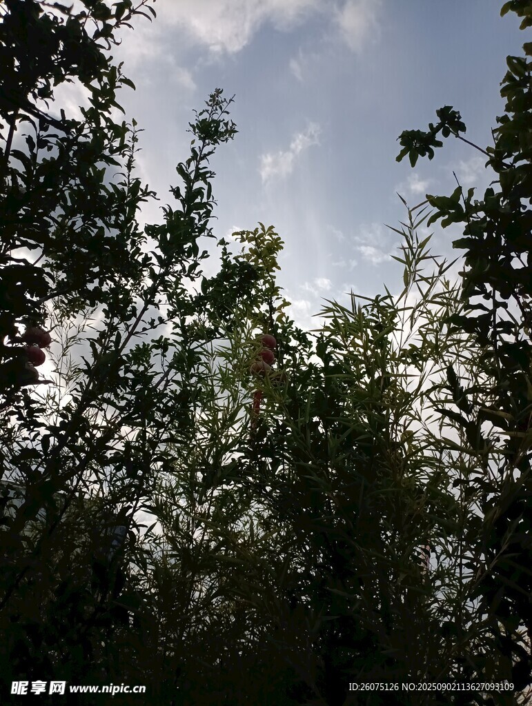 林间仰望天空的葱郁树木