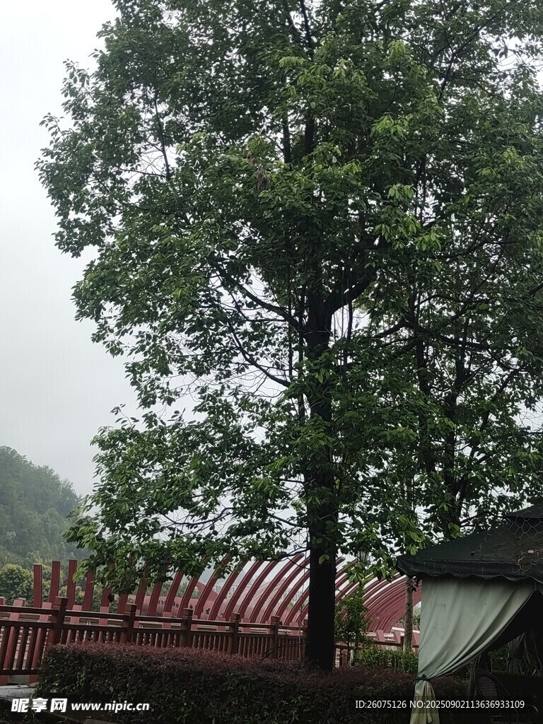 庭院中茂盛的高大绿树