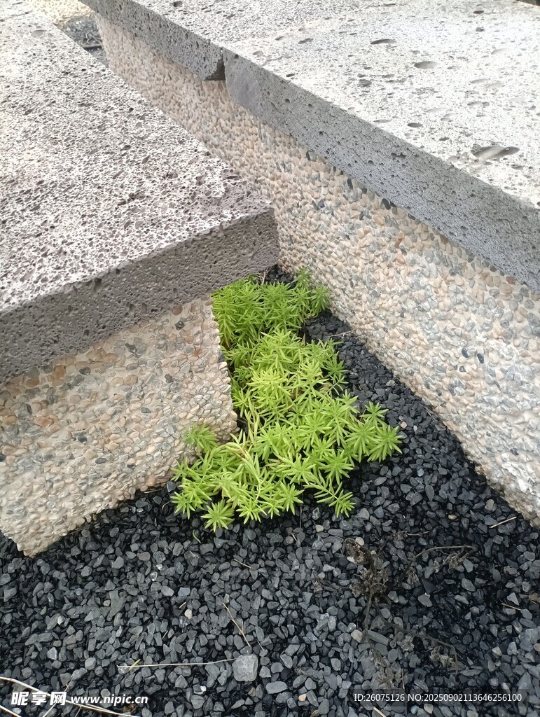 石缝间的翠绿多肉植物