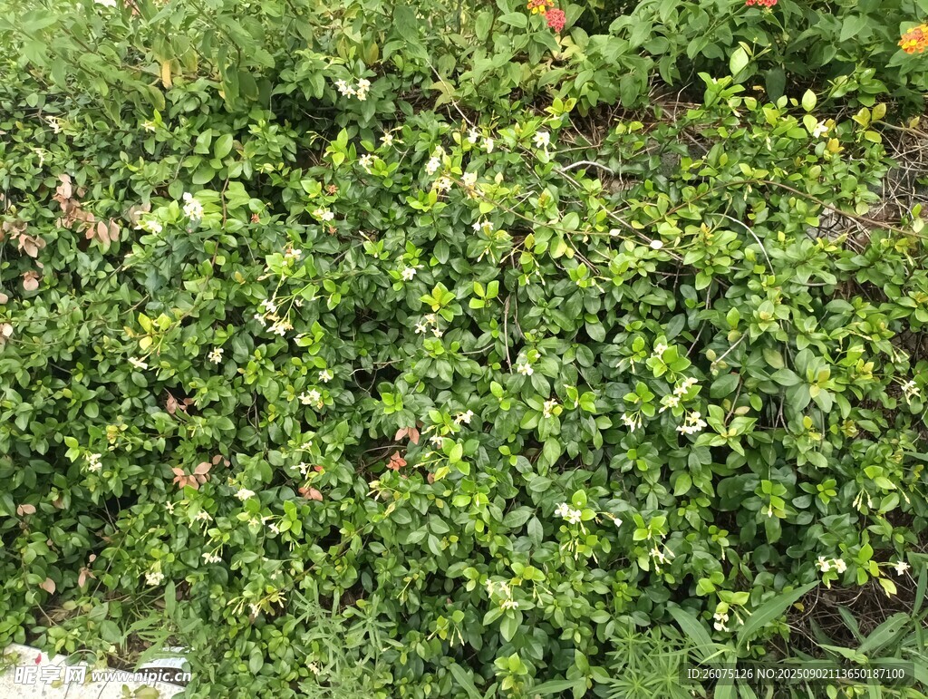 翠绿繁茂的地面络石藤绿植景观