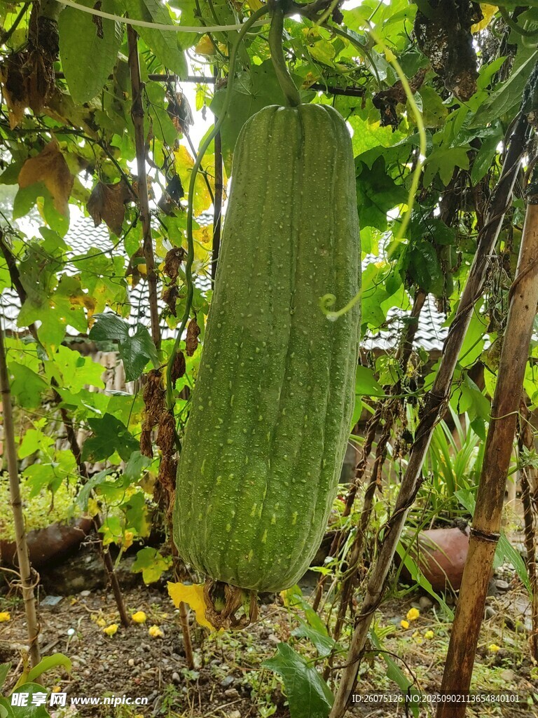 藤蔓上的大丝瓜