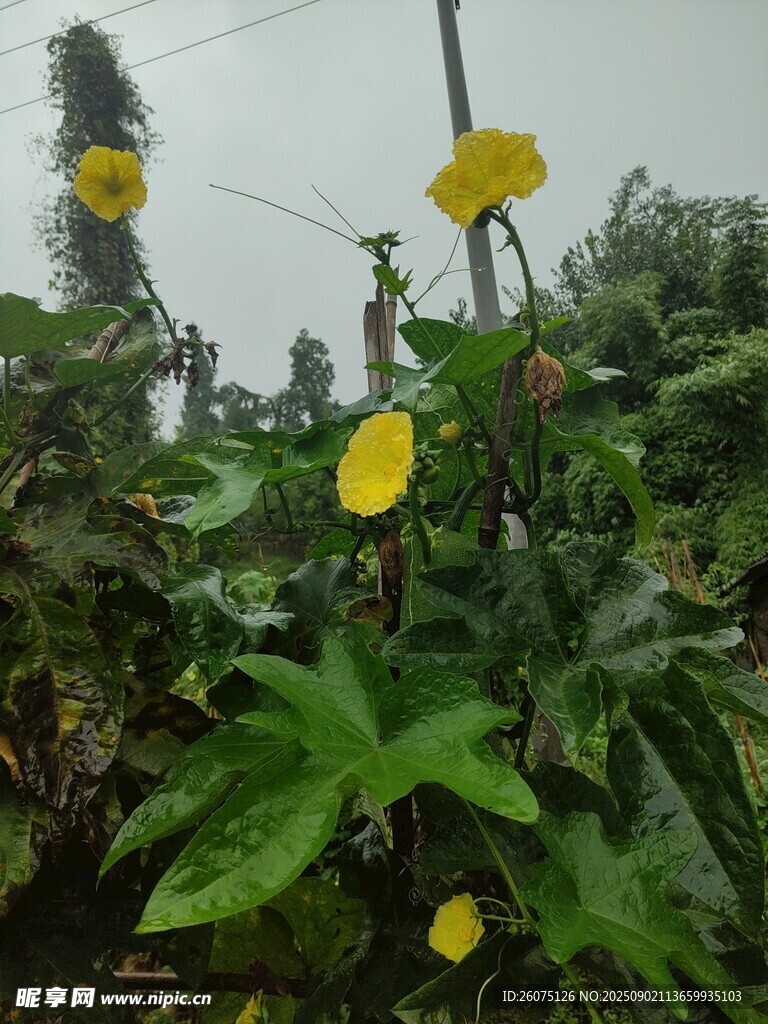 雨中绽放的黄色花朵