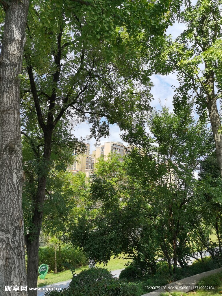 绿意盎然的林间景致