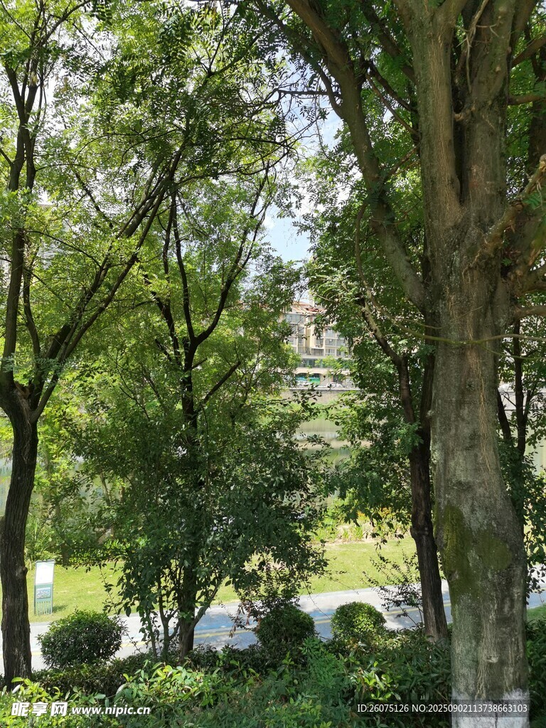 林间景色