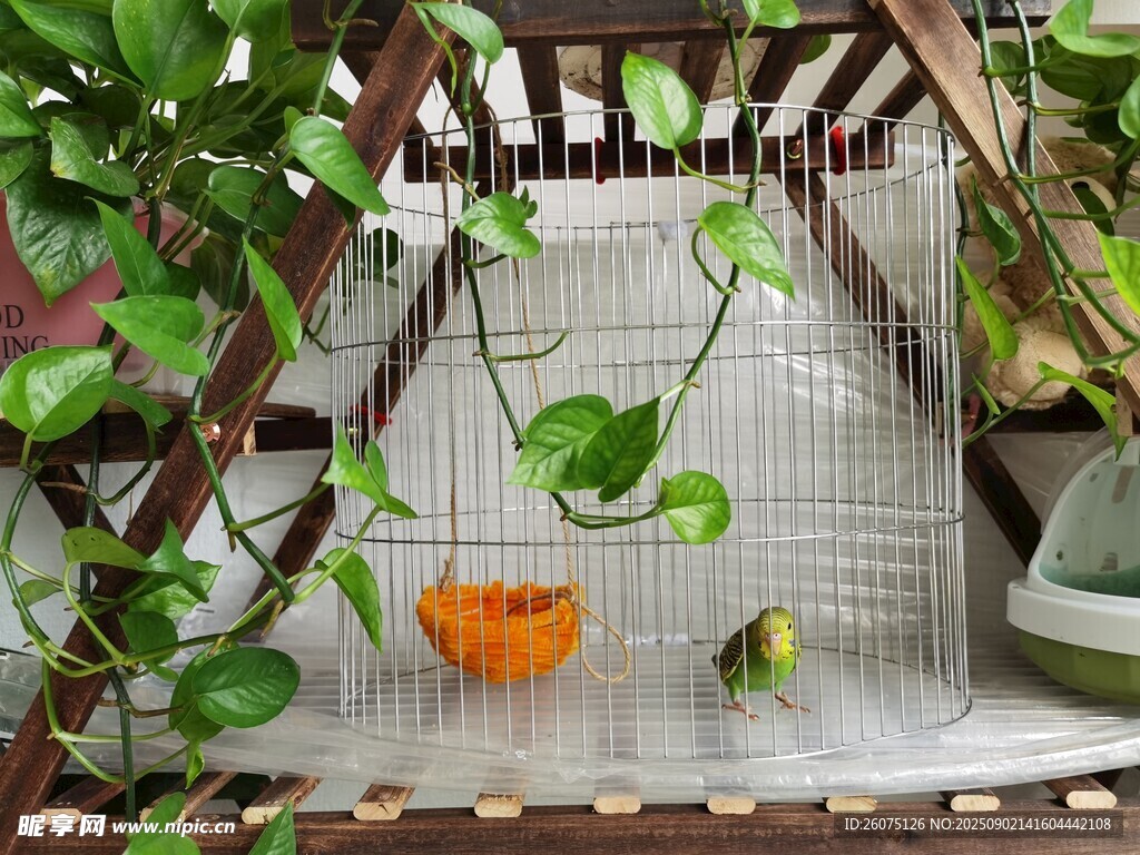 庭院中的绿植与绿鹦鹉景观