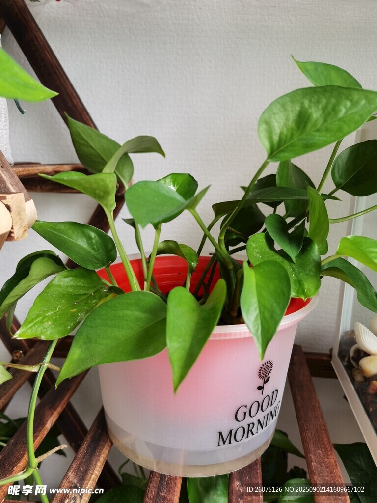 室内花盆中的翠绿绿萝