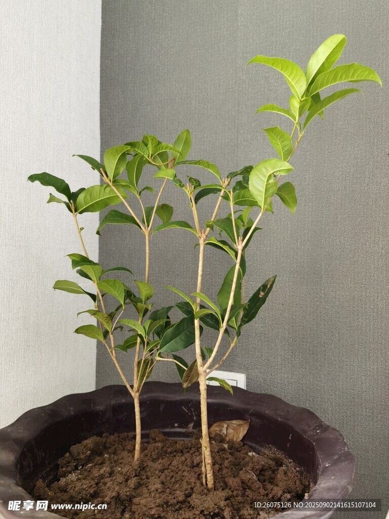 室内桂花树绿植盆栽