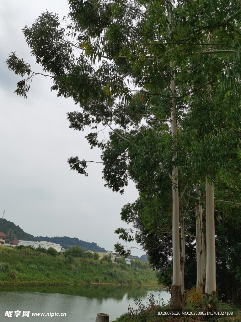 湖边挺拔树木风景如画