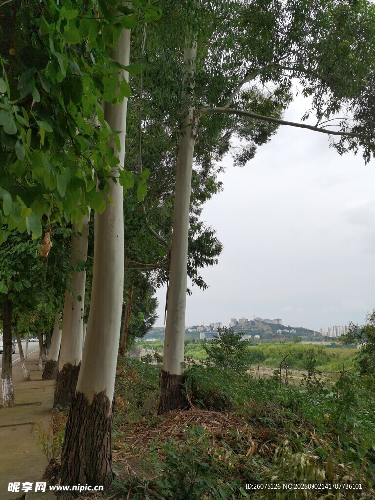 林荫小道的自然景致
