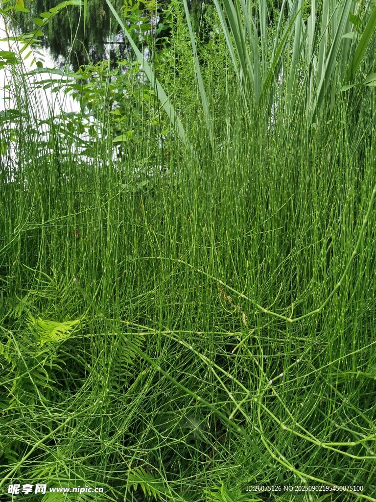 翠绿繁茂的丛生野草