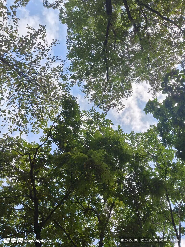 仰视林间繁茂绿树蓝天