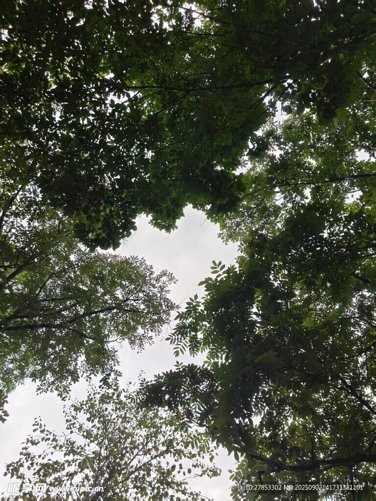 仰视茂密树林树冠
