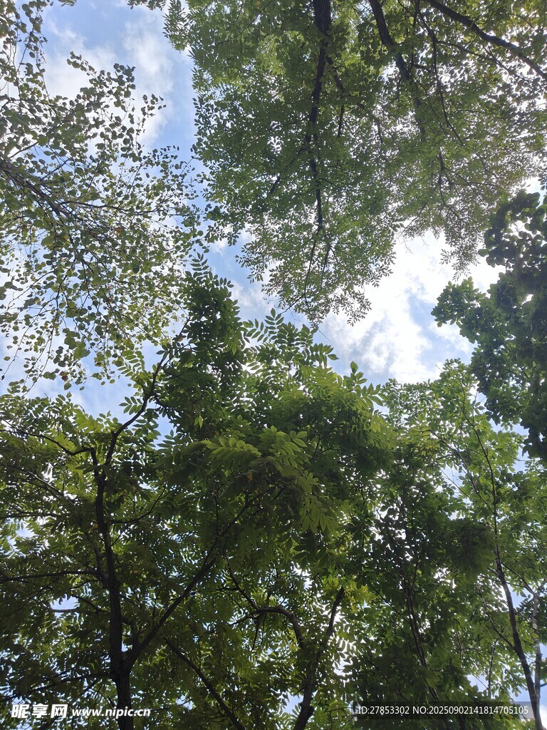 仰视茂密树林中的天空