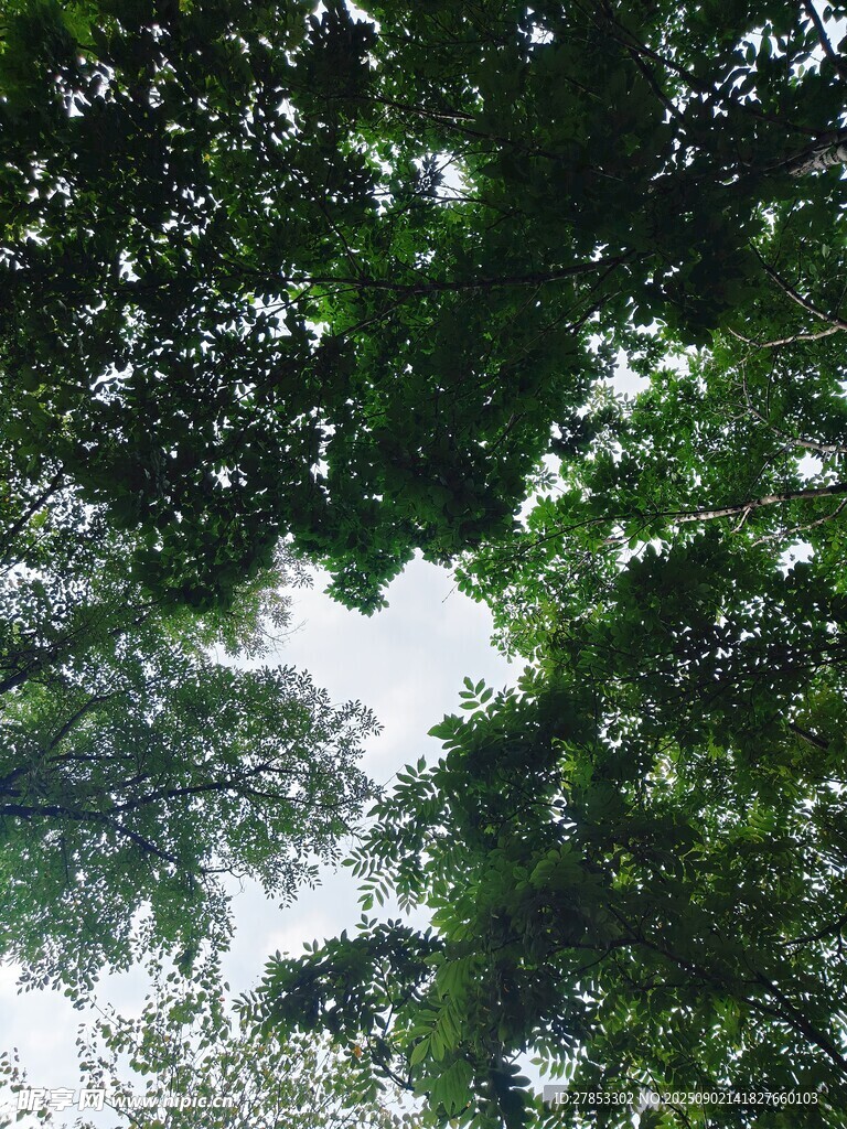 仰视茂密树冠
