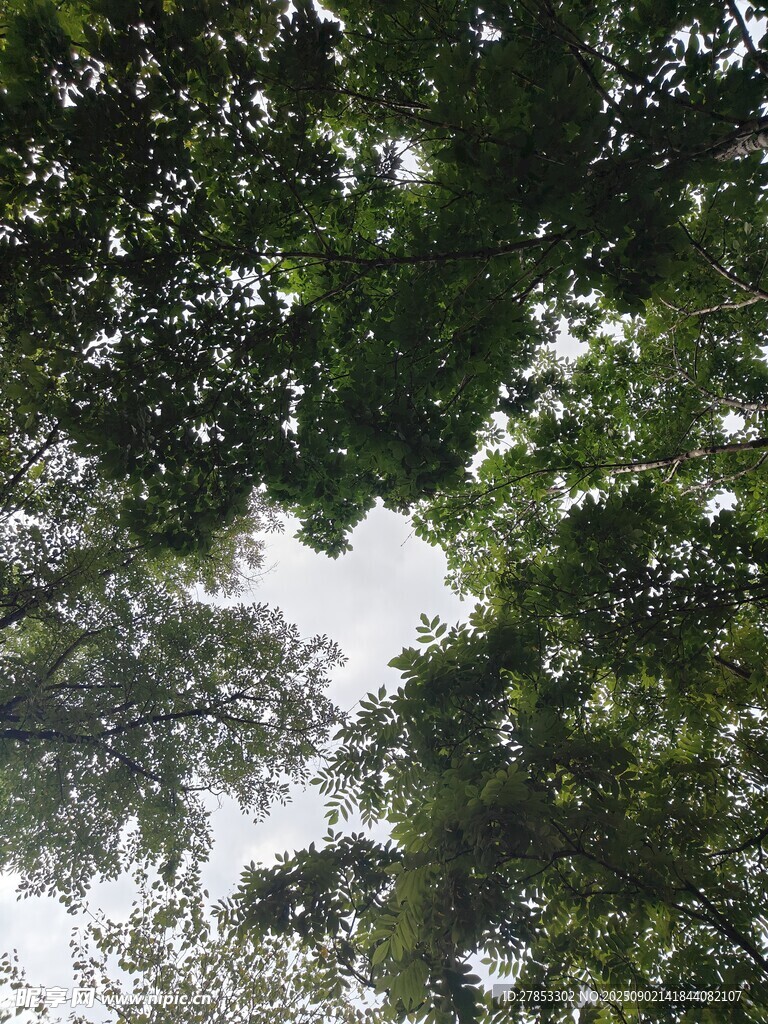 仰视茂密树林树冠