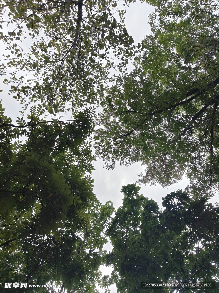 仰视茂密树林树冠