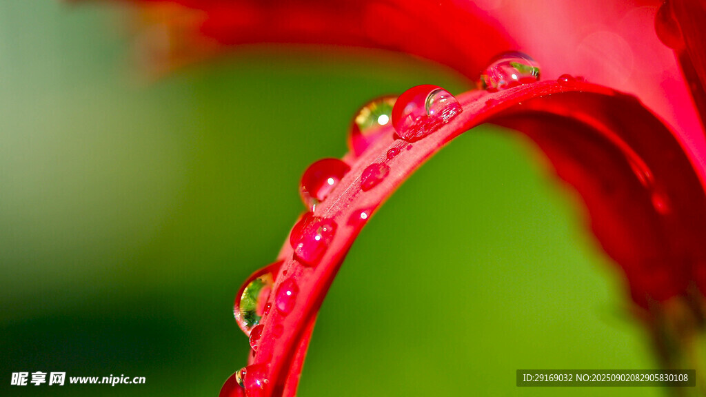 带露红花瓣