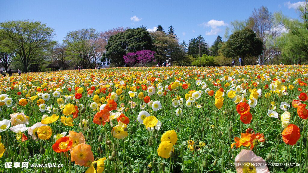 多彩郁金香花海美景