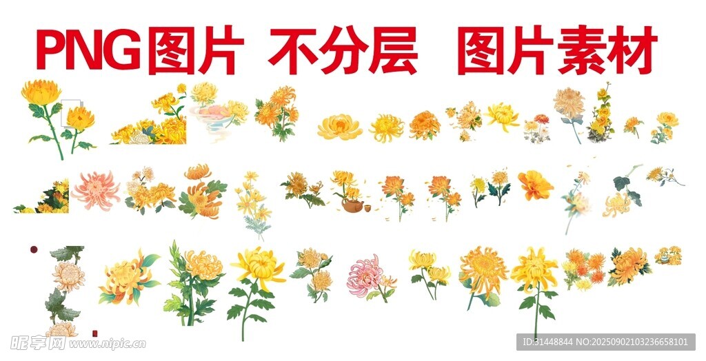 菊花