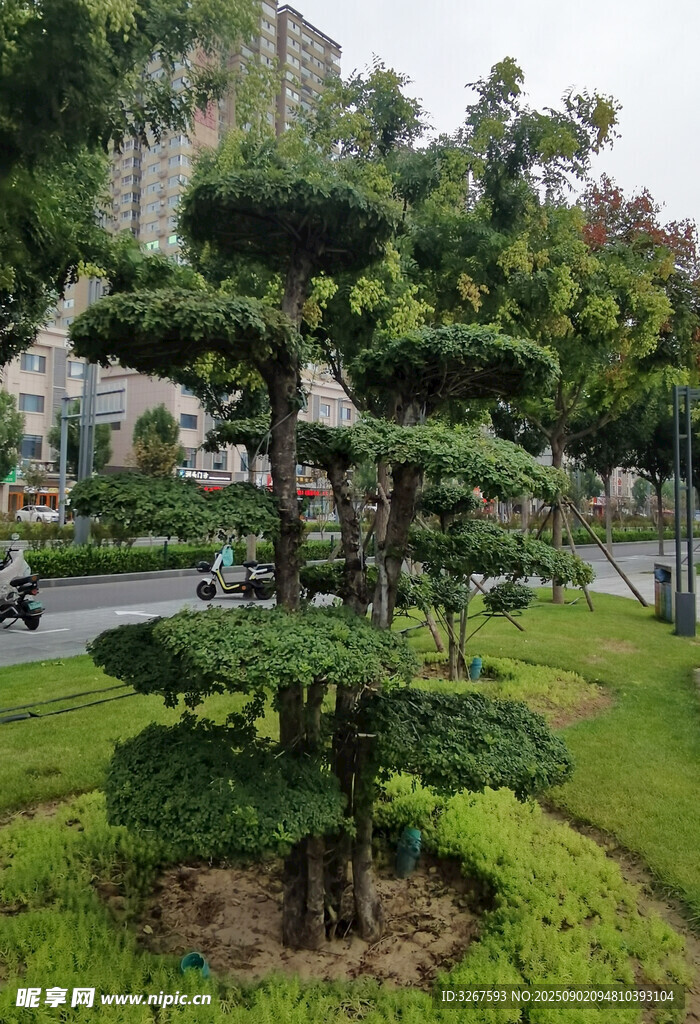 精致造型盆景